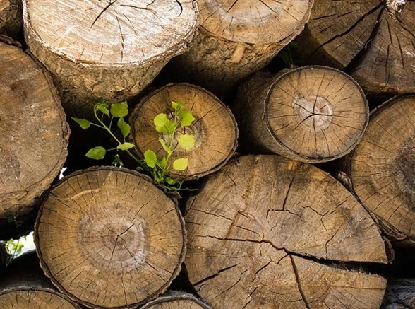 هشدار، آزادسازی واردات چوب با پوست صدمات جبران ناپذیر به جنگل‌های شمال کشور وارد نسازد