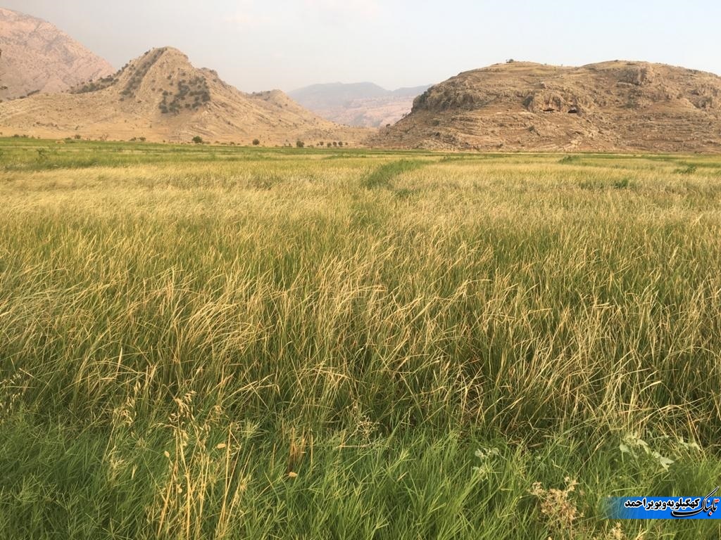 واکنش کشاورز چرامی به سخنان مسئولین جهاد کشاورزی / وجود دستانی پنهان در شبیخون به فرمان رهبری / این مدیر فرودست کاره ای نیست !