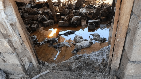 سیلاب جان ۲۰۰ رأس دام عشایر را در اردبیل گرفت سیلاب جان ۲۰۰ رأس دام عشایر را در اردبیل گرفت
