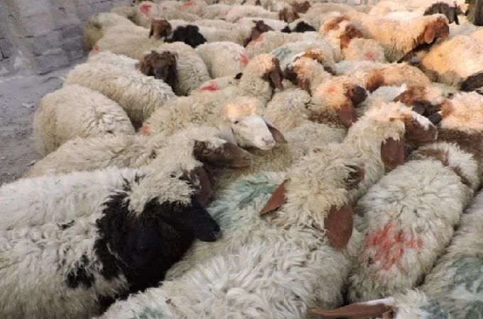کشف 102 رأس گوسفند قاچاق در